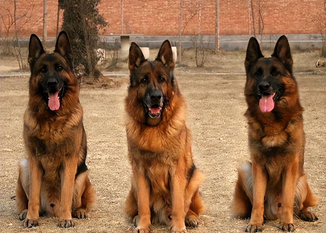 为什么德牧越来越受欢迎,德牧到底有多难养