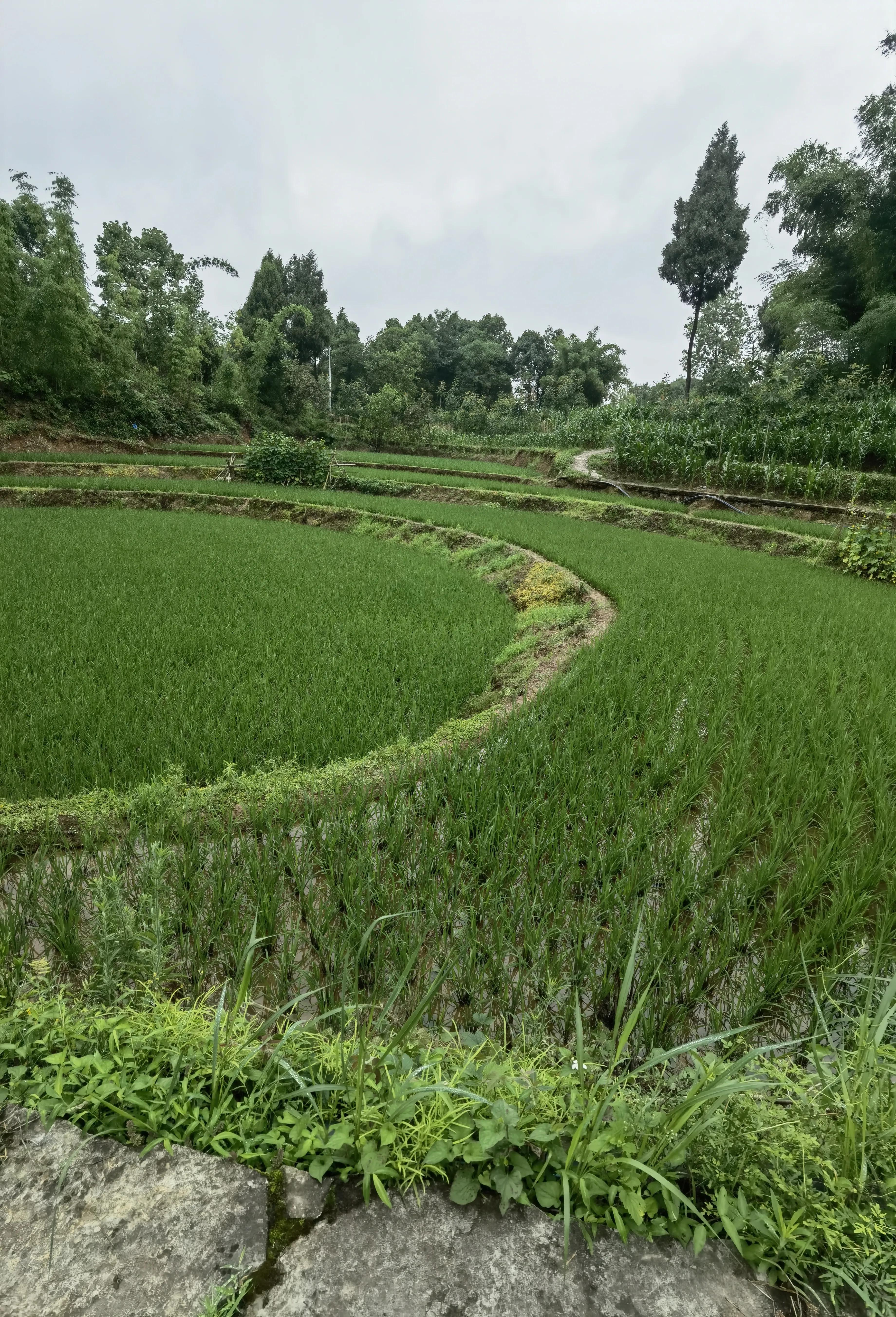 大顺李蔚如,航拍涪陵区大顺镇