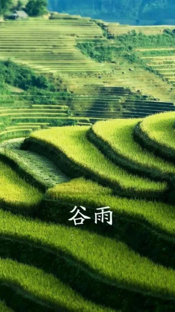 七律谷雨有雨,七律谷雨四首