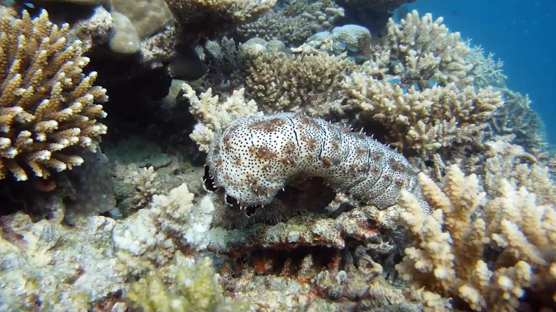 隐鱼和海参是什么关系,隐鱼和海参真实影像