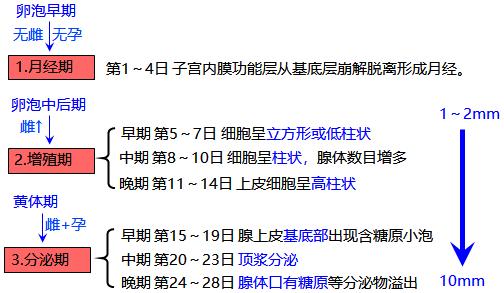 怕ta不来，又怕ta乱来！女生关于月经那点事儿