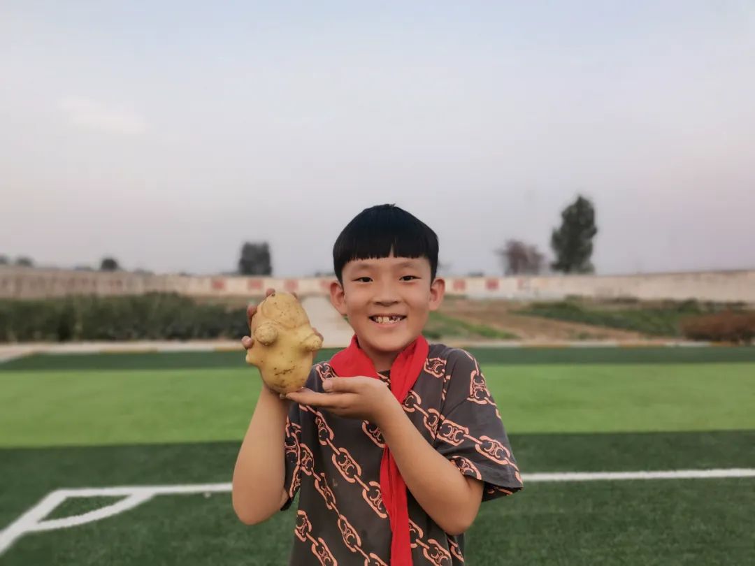 “土”露汗水“豆”耘童年——东风小学劳动教育实践活动之土豆丰收季