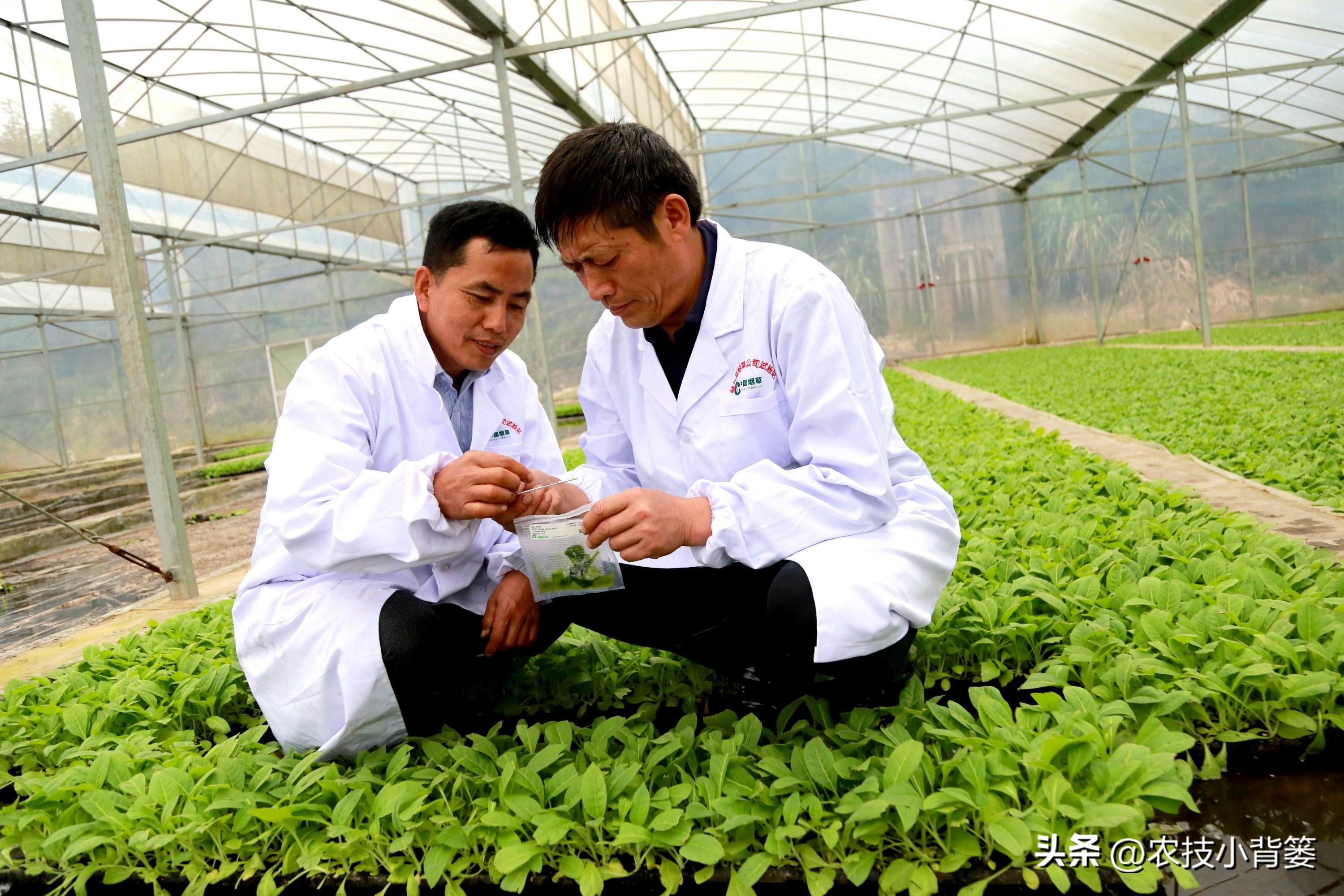农作物细菌病与真菌病辨别,作物真菌细菌病毒病害的区别