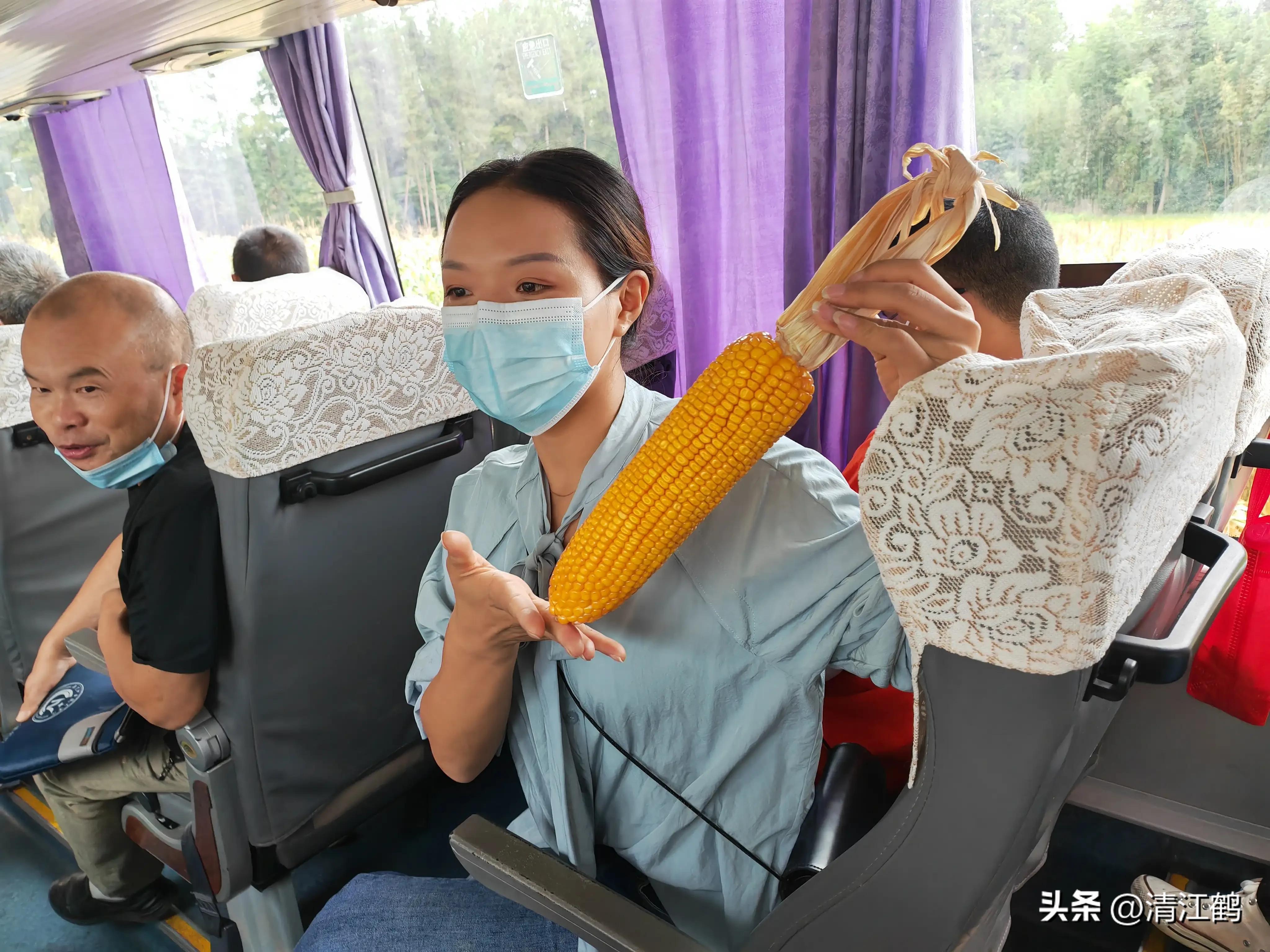 适合西北种植的玉米品种有哪些,适合南方种植的玉米品种排名