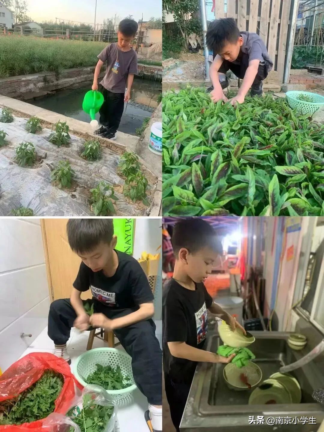 南京市古雄小学|生活即教育劳动育成长