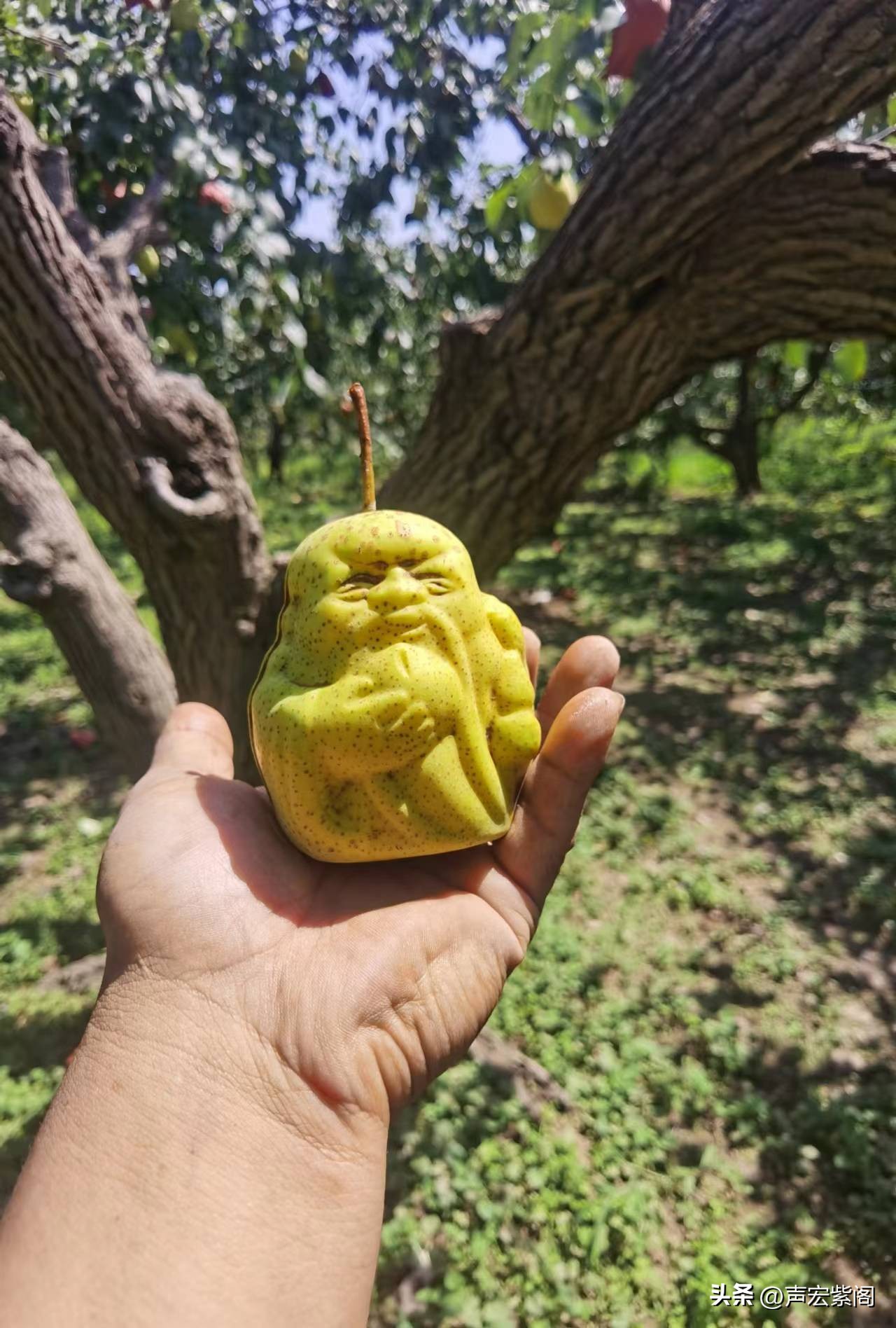 赵县大学生回乡创业种植梨树，开发出“寿星梨”成了抢手货