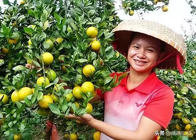 广西果农赚钱吗,广西果农发展