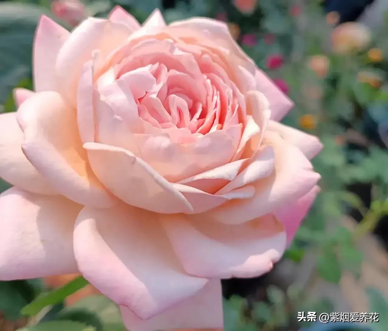 我不禁问自己,靠卖花能攒够钱买高合HiPhiY吗?