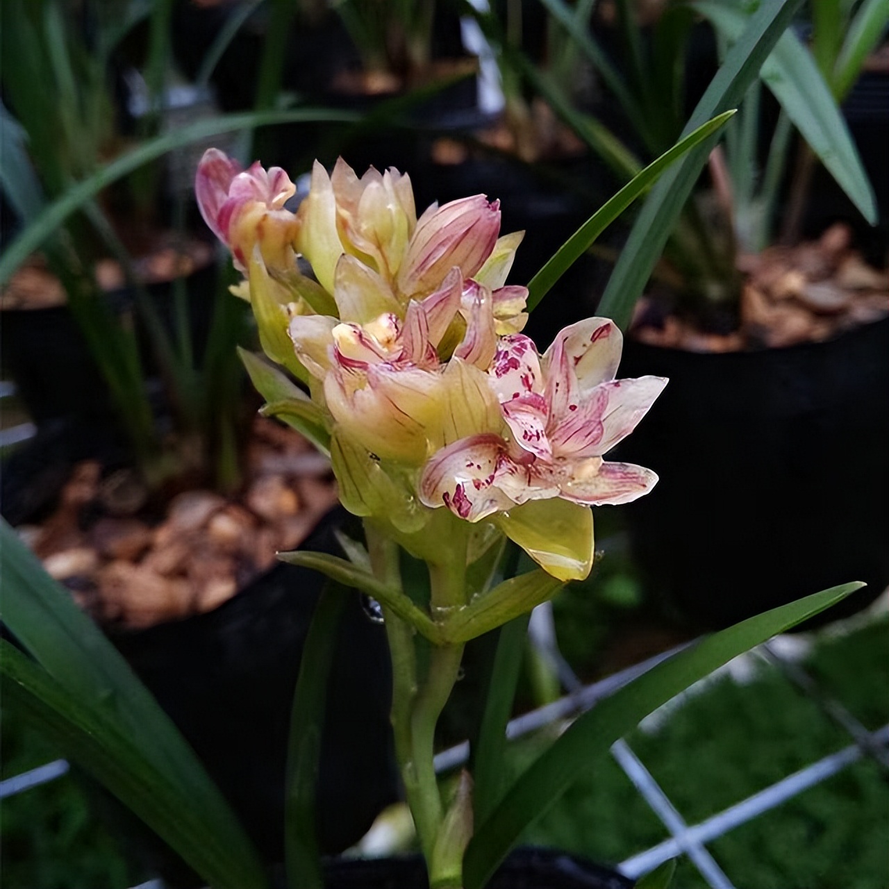 建兰奇花富贵花开,建兰什么品种花好看