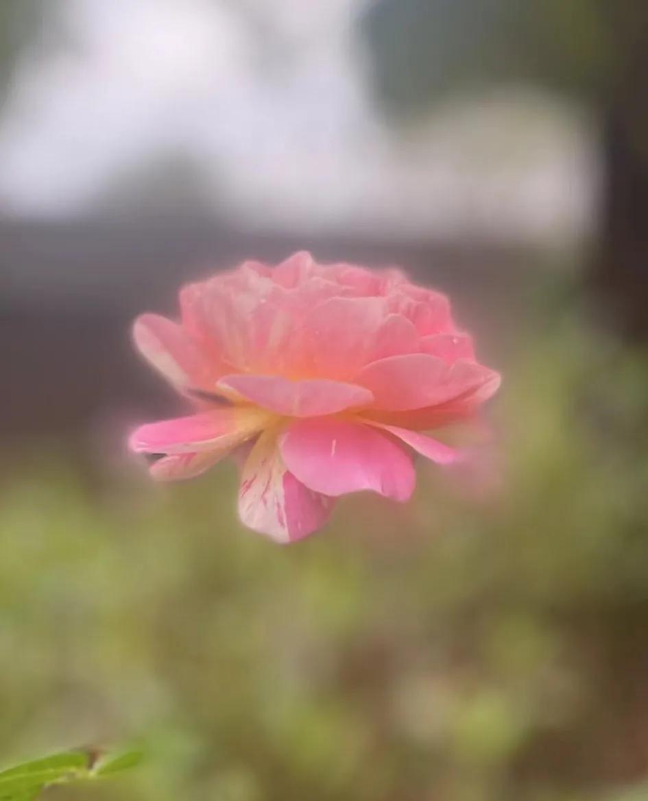 法国莫奈代表作品,和莫奈相似的月季