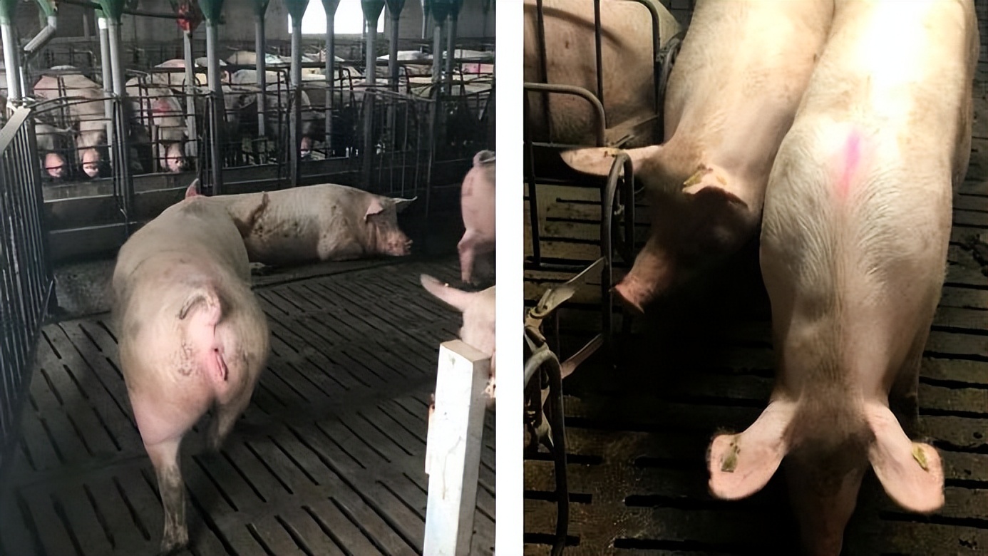 如何提高母猪的受孕率方案,猪用人工授精能提高受胎率吗