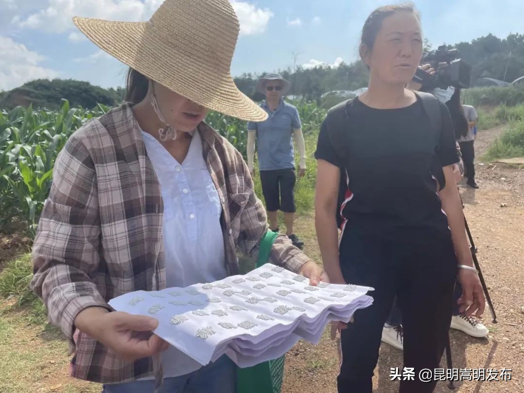 释放赤眼蜂防治虫害报道,赤眼蜂防治松毛虫方法