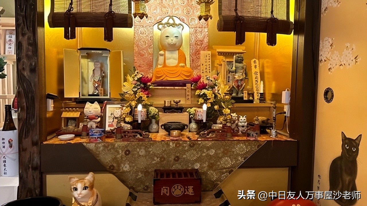 成都境内的猫咪打卡圣地,爱猫人士必去的十大景点