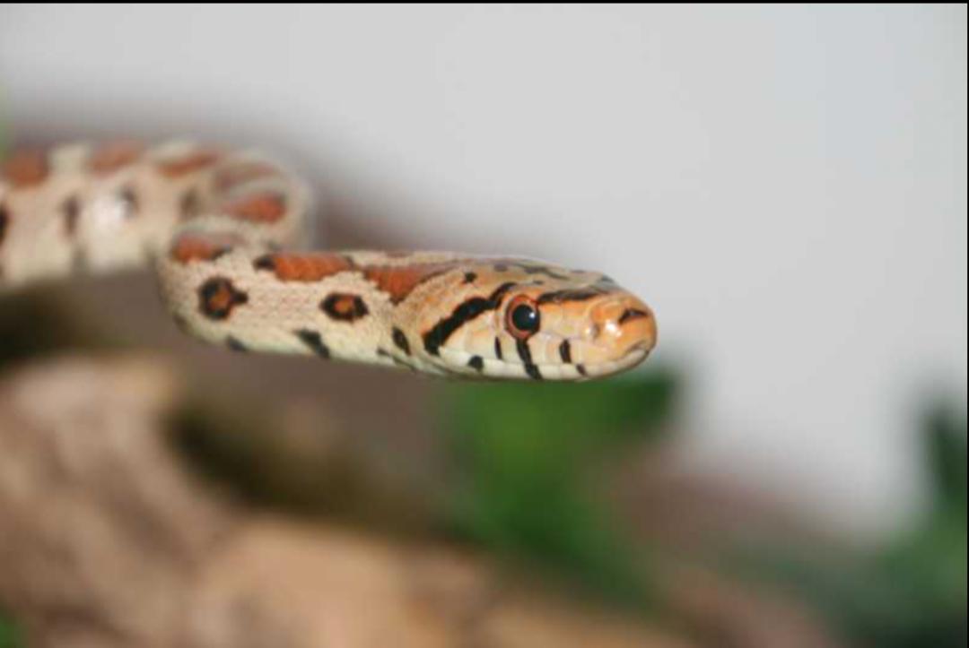 「原来欧洲有这么多种蛇？！」偷师卡塞尔的豢龙大师·下