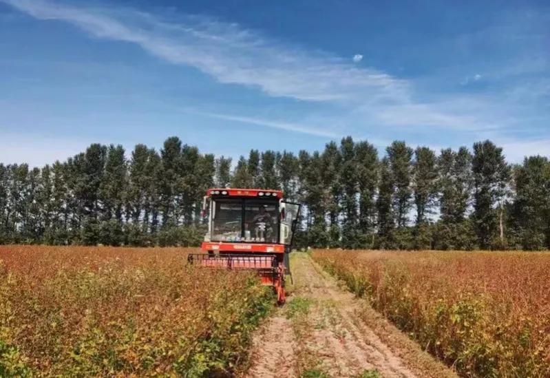 内蒙古库伦旗的荞麦哪里有卖,内蒙古通辽市库伦旗荞麦面