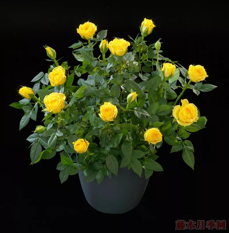 常见切花月季一览（40）（接上期）