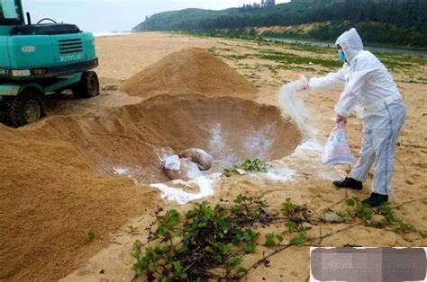 为何狗死后不能埋其实这不是迷信,为何狗死后不能埋