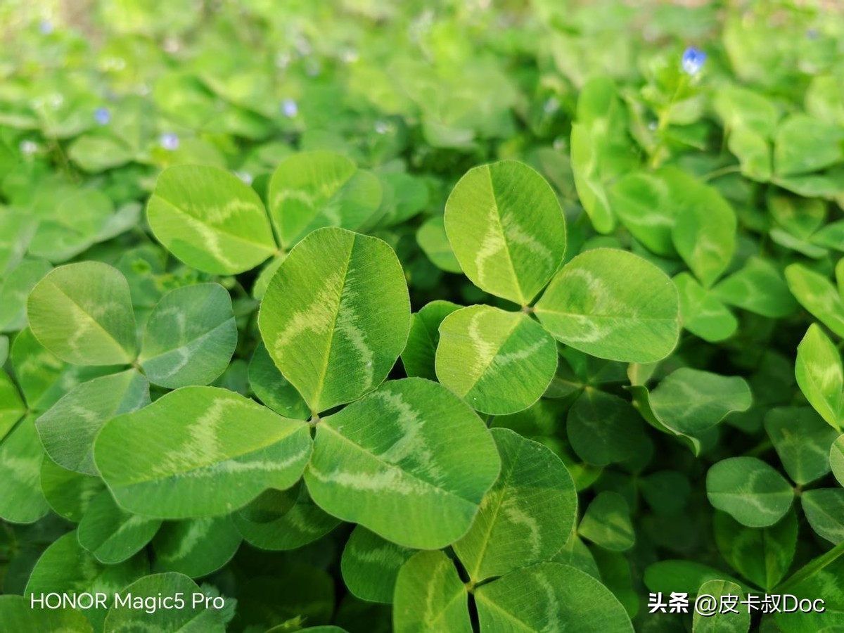 不吹不黑荣耀magic5pro使用感受,荣耀magic5pro手机性能排行榜