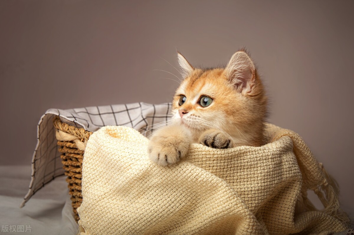 第一次养猫猫咪多大再接回家合适,第一次养猫猫咪待产多久