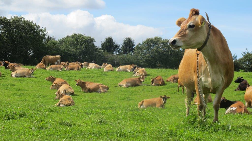 丹麦十大全脂牛奶,为什么要选新西兰奶粉