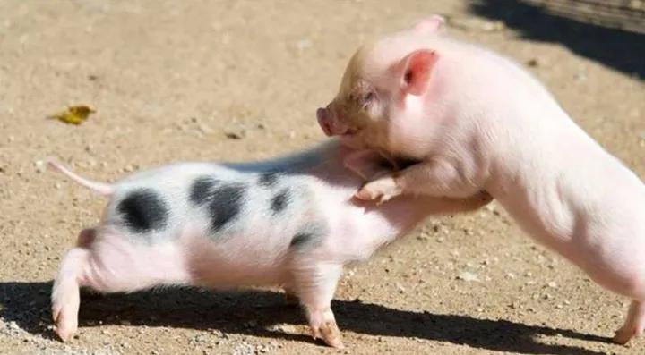 猪掐架的原因,减少猪应激方法