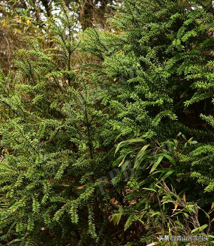 南方白豆杉的形态,白豆杉和红豆杉哪个更珍贵