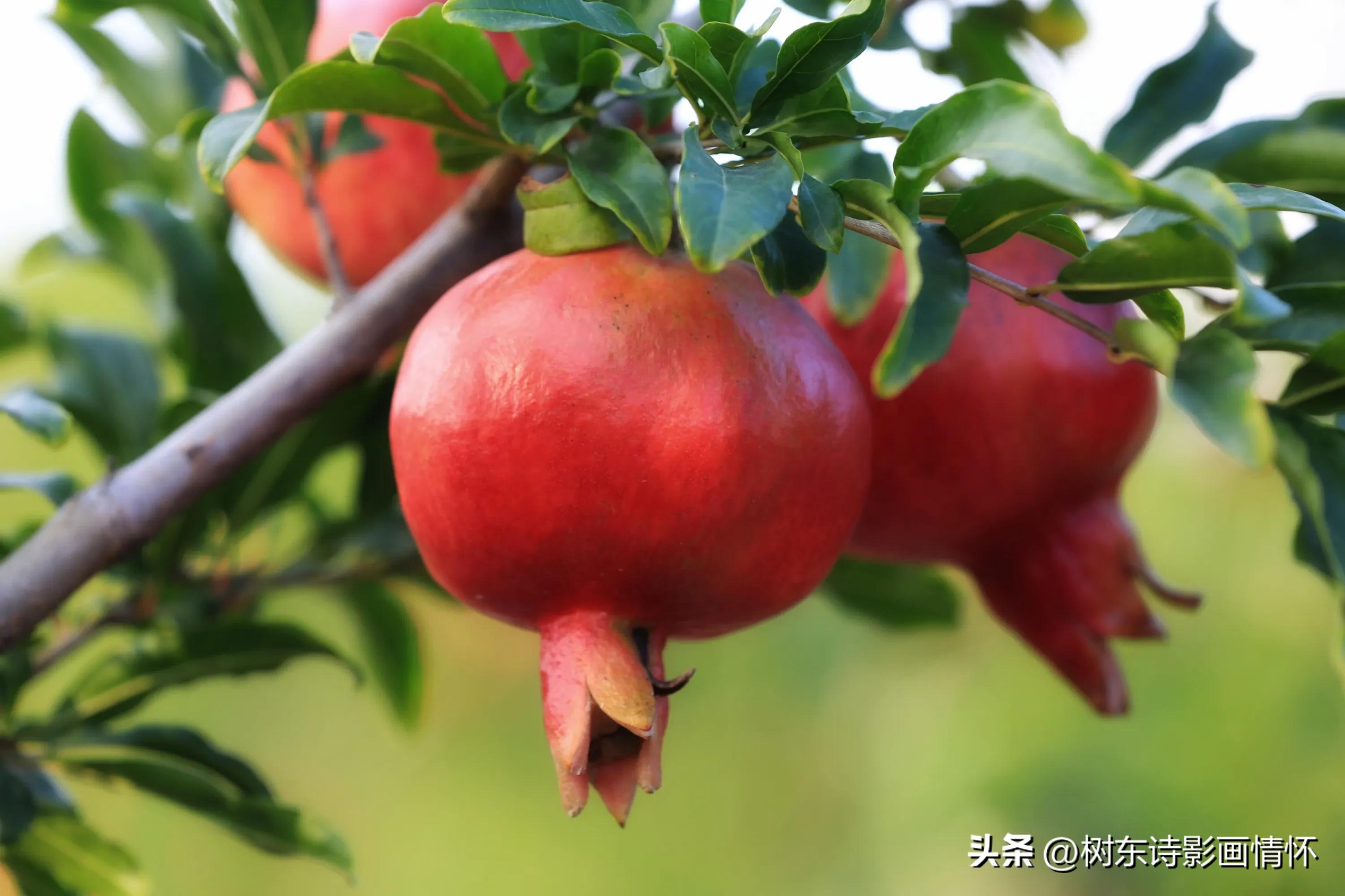 石榴文化的意义,石榴讲历史