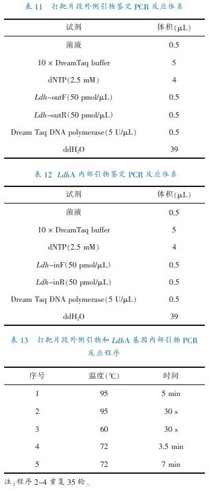 乳酸脱氢酶基因敲除之后,对钝齿棒杆菌菌株构建有什么影响