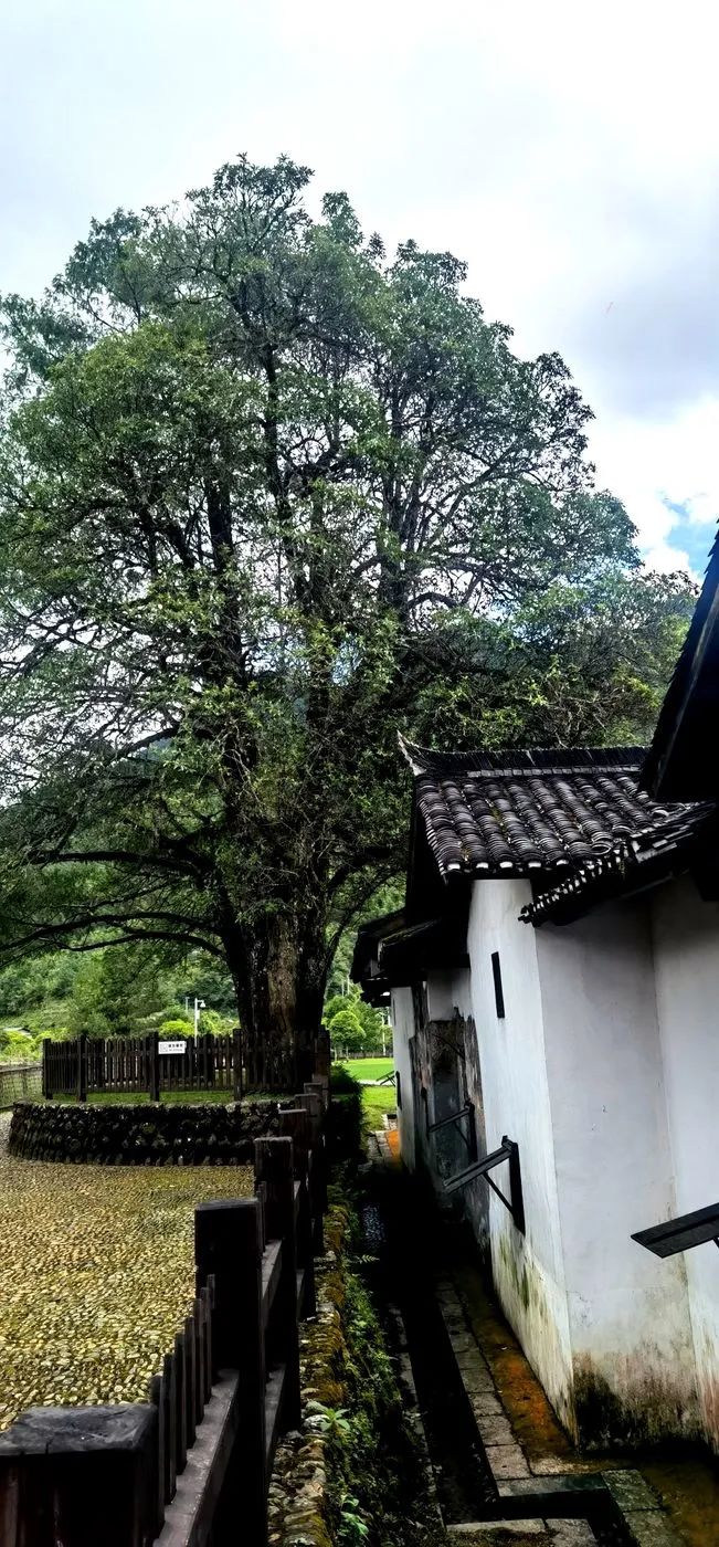 哈雷车主会福州分会,哈雷hog车主会八周年庆典巡游