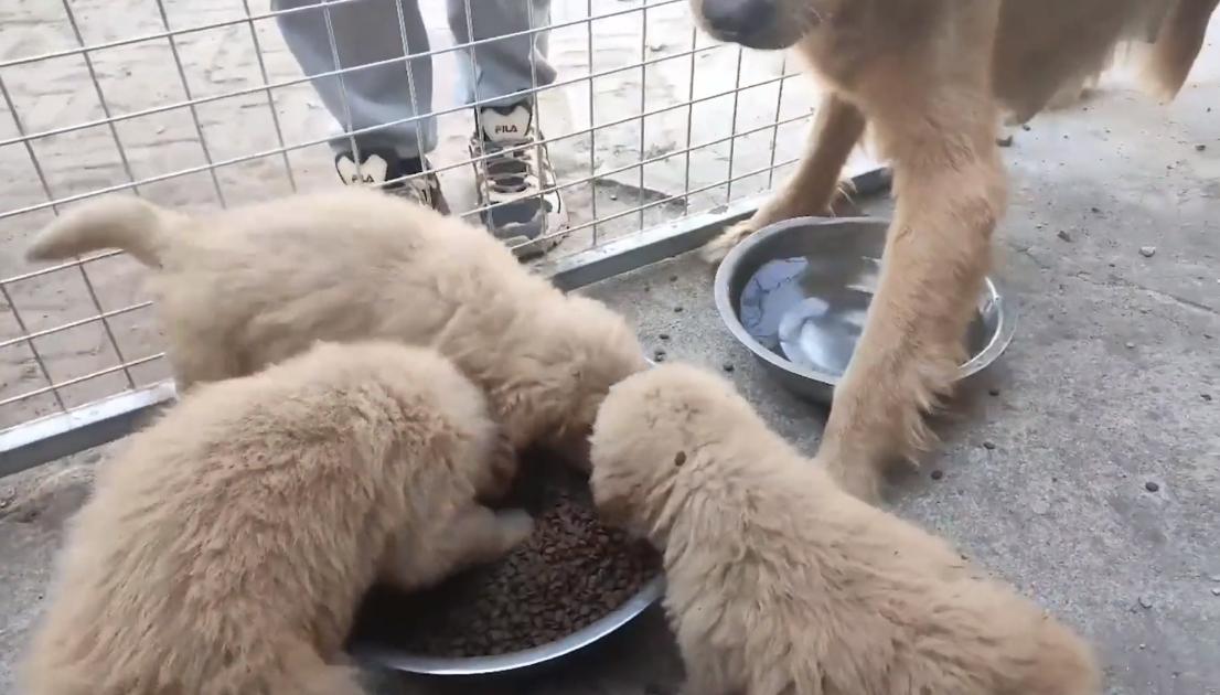 被养殖场淘汰的金毛犬，只能在笼子里端着盆子替它的孩子讨要食物