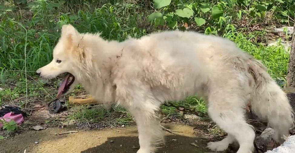 为什么繁殖犬要被虐待,繁殖犬没有效益