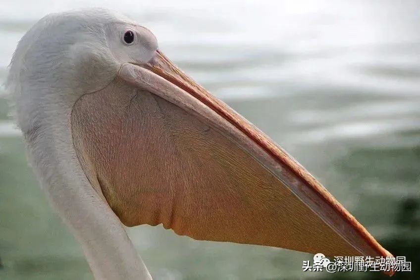 考完先别溜！优惠门票¥67.8，放松一“夏”！