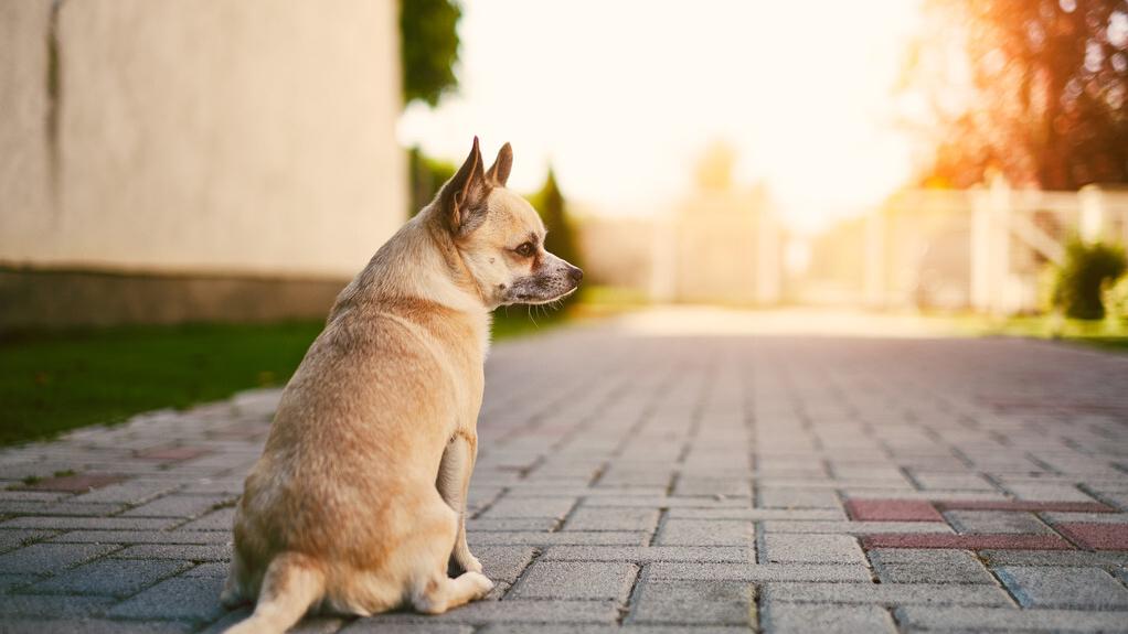 七种便宜性格又好的狗,世界上最有灵性的狗