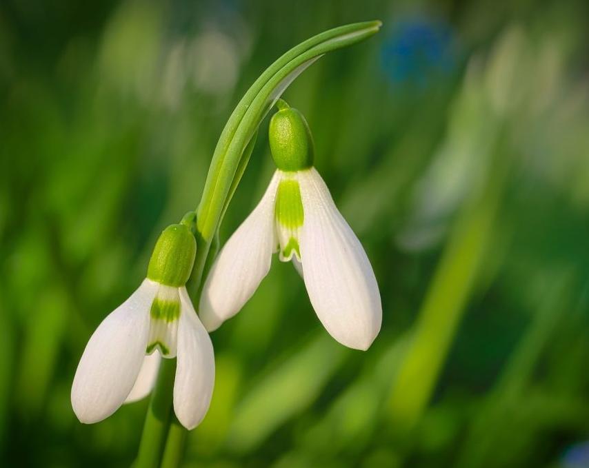 每日一花12.19：雪片莲：新生