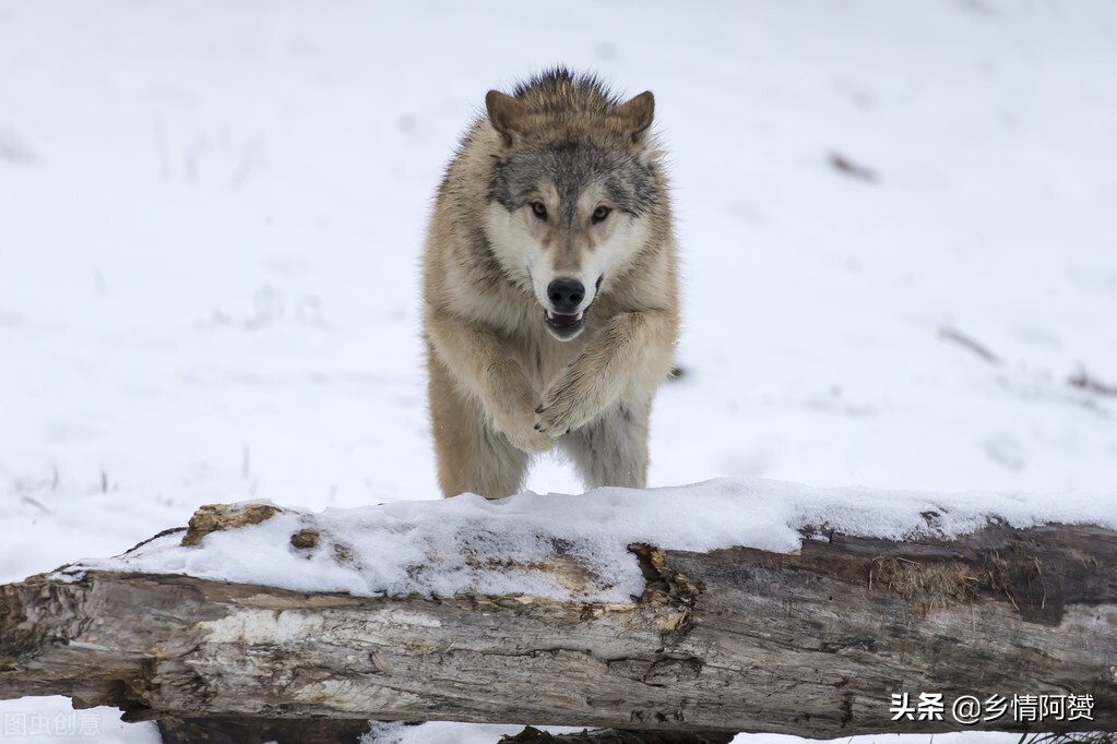 无人区遭遇狼群躲在车里,遭遇狼群袭击躲进房车里安全吗