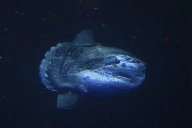 海洋里有哪些奇特的海洋生物,海洋里面都有什么奇怪的生物