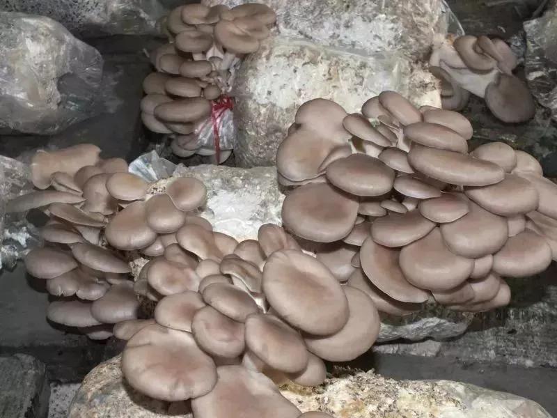 你完了你坠入爱河啦翻译,你完了你坠入爱河了图片