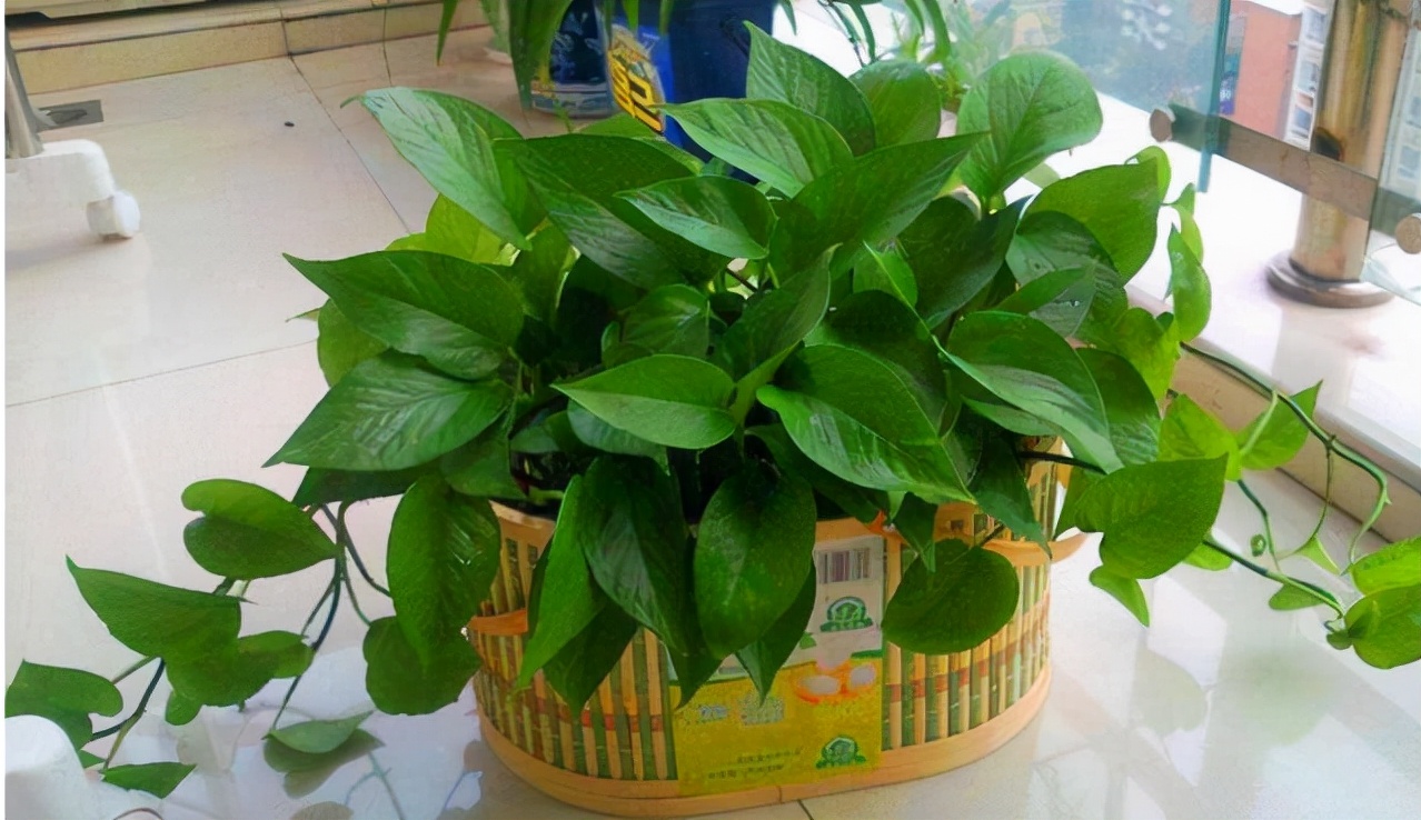 绿萝的养护方法和注意事项,绿萝怎么扦插才能爆满盆