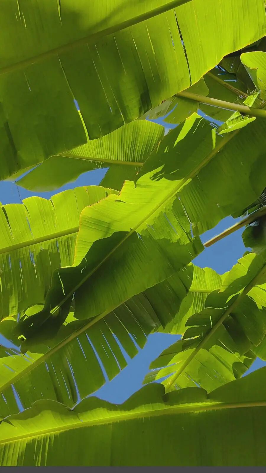 100张全屏绿色山水护眼壁纸,2021超清绿色护眼壁纸风景