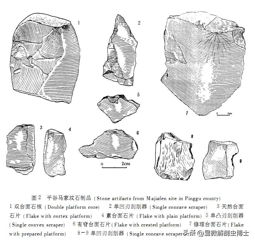食腐动物的生理,各种动物摄食行为视频