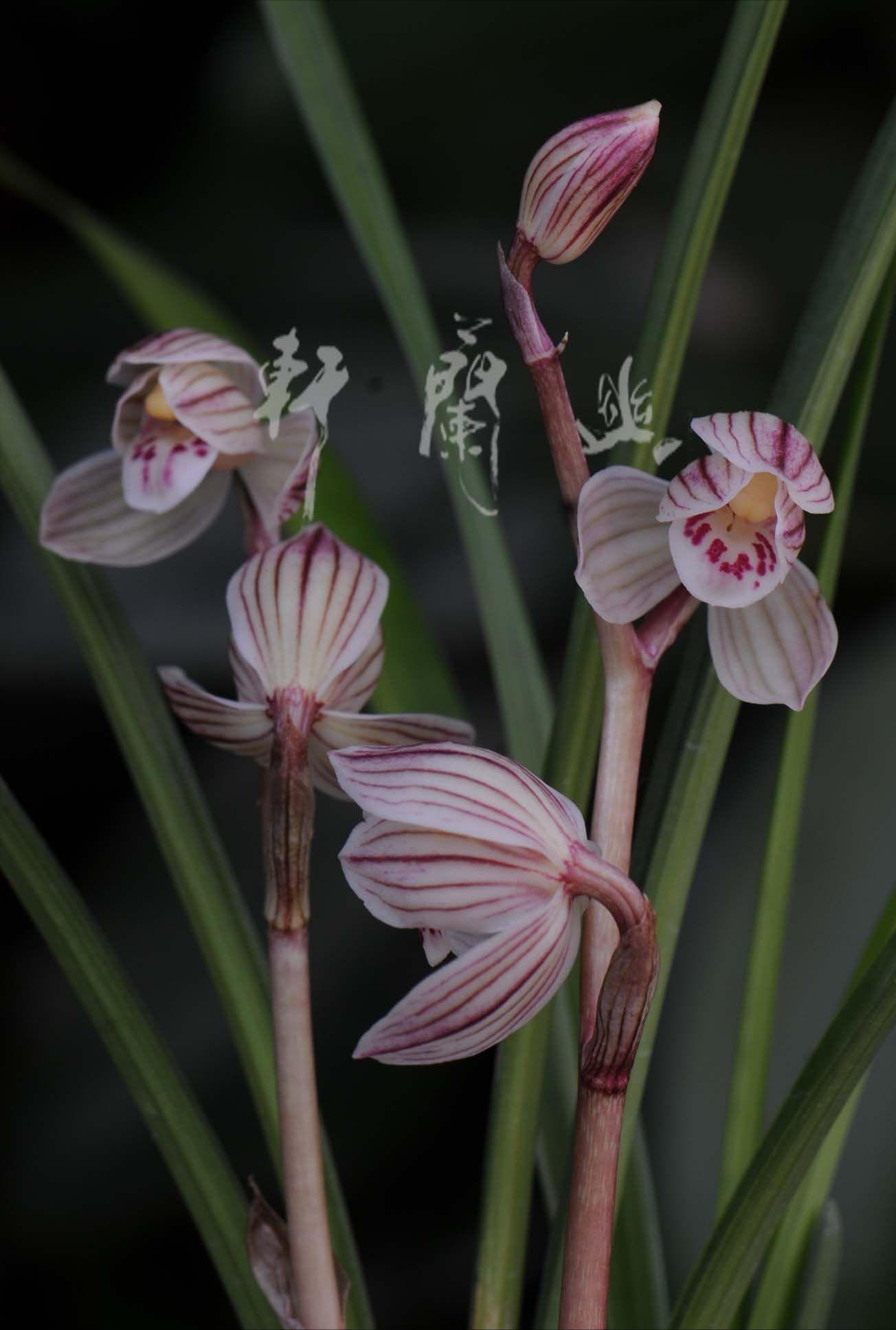 开花最香的传统兰花品种,兰花既花大又花香的品种