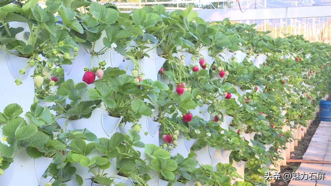 周末打卡地|去看“管道树”上的草莓and去摘冬日的第一颗草莓