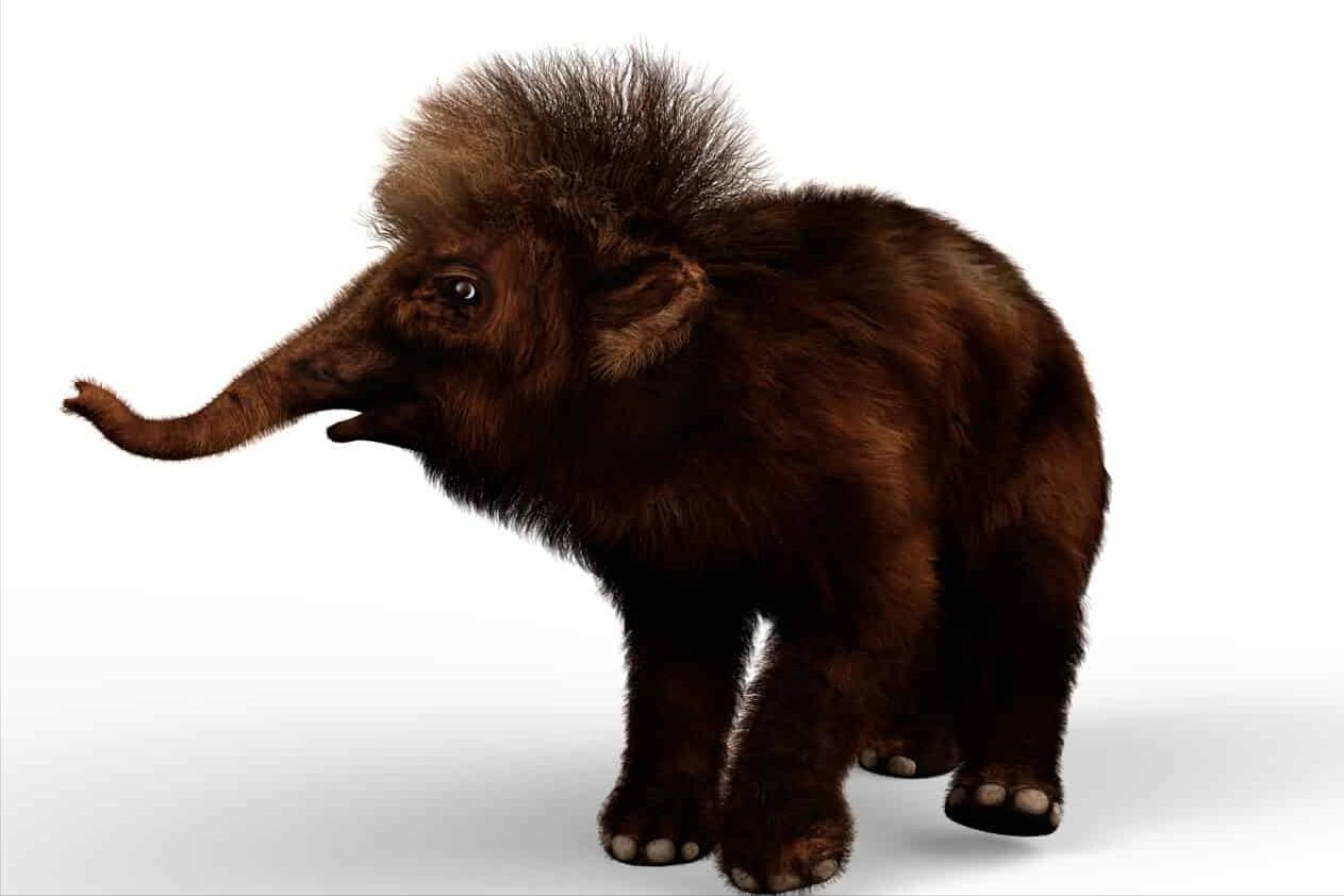 科学家复活的猛犸象怎么样了,科普如何复活一只猛犸象