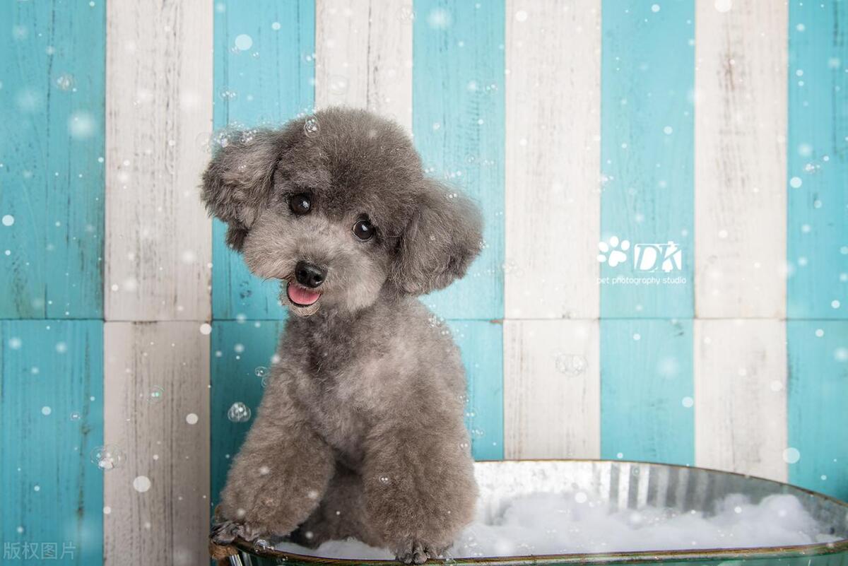 狗狗耳朵发炎的防治方法,宠物狗耳朵痒怎么治疗最快