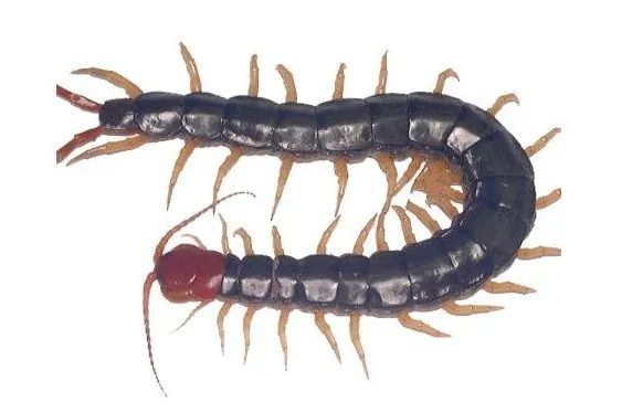 每天学习一味中药蜈蚣,蜈蚣打通血管中药配方