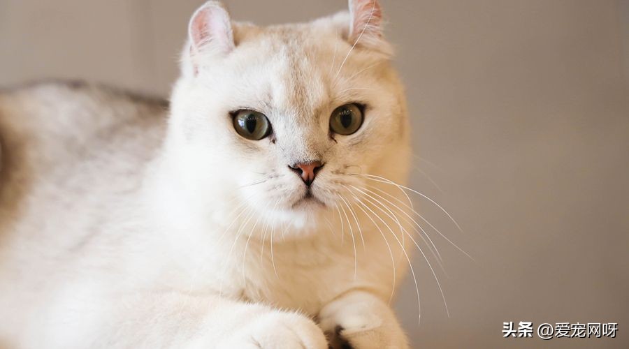 玳瑁猫咪是什么品种,猫咪品种大全及图片