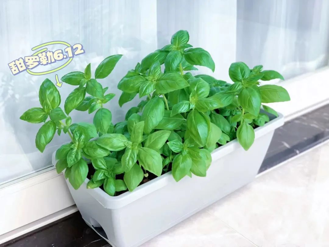 种什么花一年四季开花还好打理,南方一年四季蔬菜播种时间表