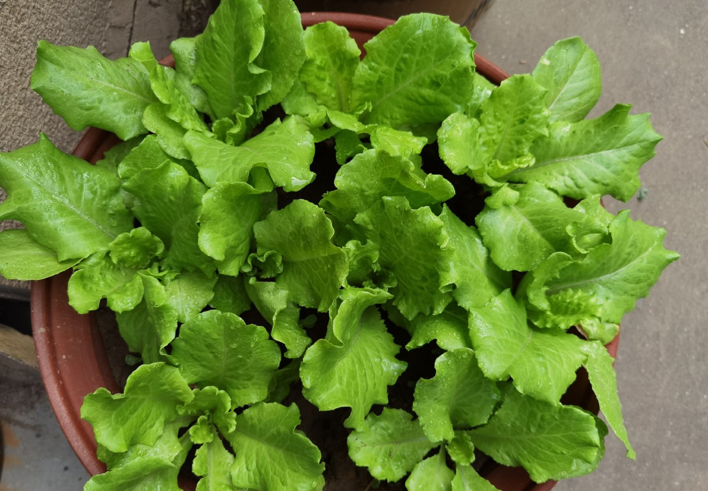 阳台种菜的最佳方法,阳台种菜的方法和技巧大全