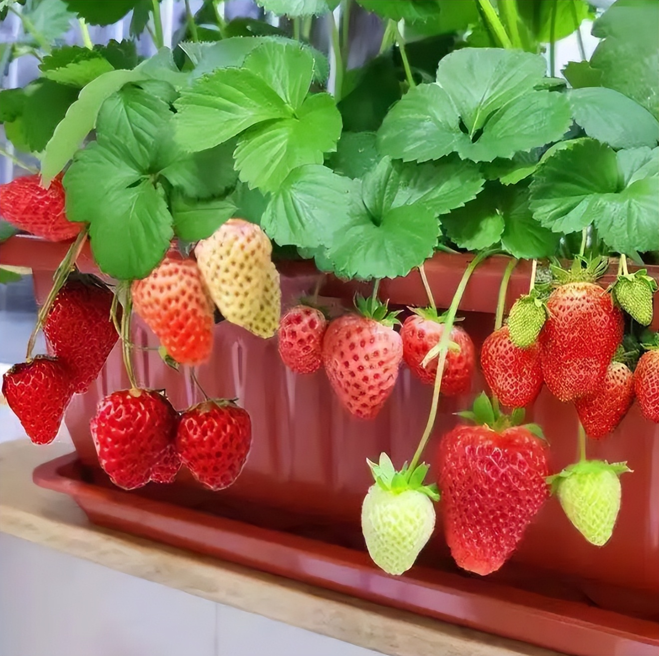 盆栽草莓的种植方法一步一步教你,盆栽草莓也比较好种植和养殖