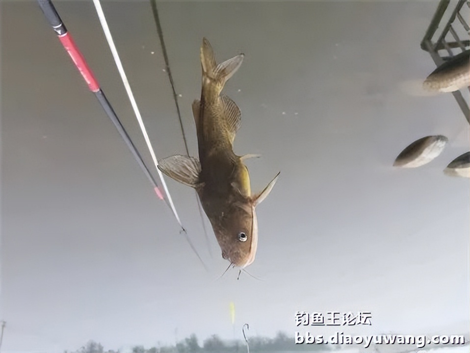 钓鱼王王者风范，拿捏多鱼种轻松